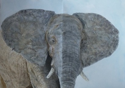 Chobe Elephant sketch watercolour painting Doug Hague Watercolours