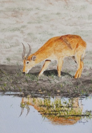 Doug Hague Watercolours Africa Red Lechwe Antelope Chobe Safari Park Botswana Watercolors Painting