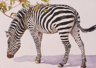 Zambia Zebra Grazing Africa watercolour Painting Doug Hague Watercolours