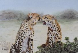 Cheetah Sisters Watercolour  Painting Doug Hague