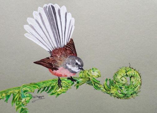 Doug Hague Watercolours Fantail and Koru pencil drawing Faber Castell Polychromos on Royal Talens Rembrandt toned paper