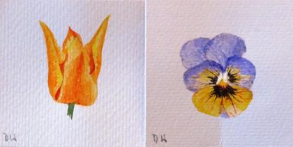 Doug Hague Watercolours painting Miniature Flowers