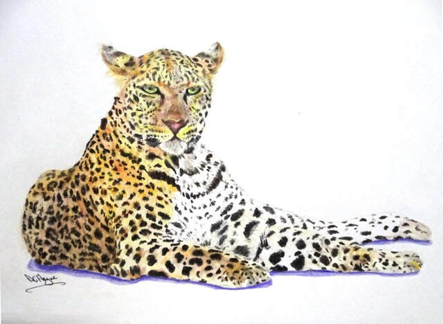 Doug Hague Watercolours Relaxed Leopard Kruger South Africa Faber Castell Polychromos pencils 