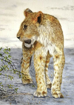 Young Lion painting Doug Hague Watercolours Chobe Safari Park Botswana
