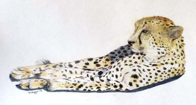 Cheetah Resting Karongwe Game Reserve Limpopo South Africa drawing Dough Hague Watercolours