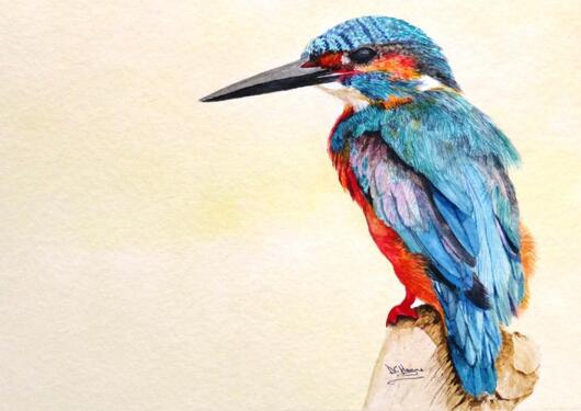 Doug Hague Watercolours Kingfisher