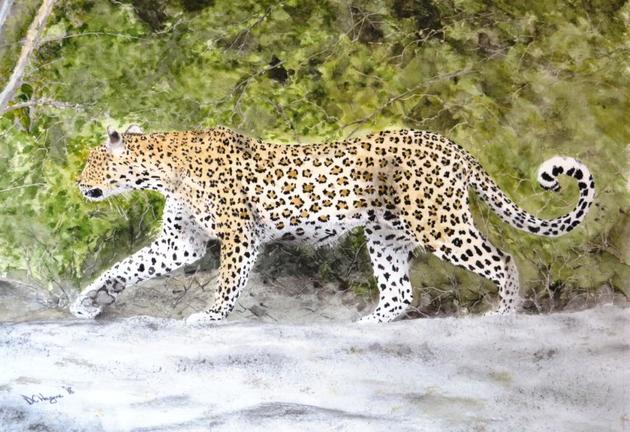 Leopard Stroll Chobe Safari Park Botswana Africa Doug Hague Watercolours Painting