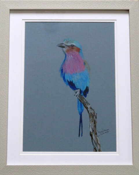 Doug Hague Watercolours pencil drawing Faber Castell Polychromos Royal Talens Rembrandt lilac breasted roller bird Kruger National Park South Africa