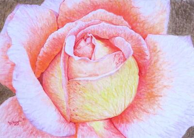Rose drawing Faber Castell Polychromos pencil Doug Hague Watercolours