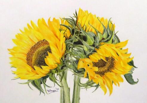 Doug Hague Watercolours Sunflowers Sketch Faber-Castell Polychromos pencils.