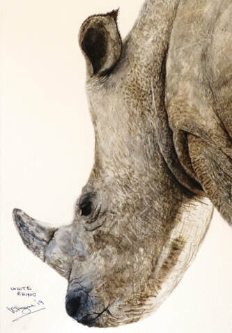 Doug Hague Watercolours South Africa Kruger White Rhino