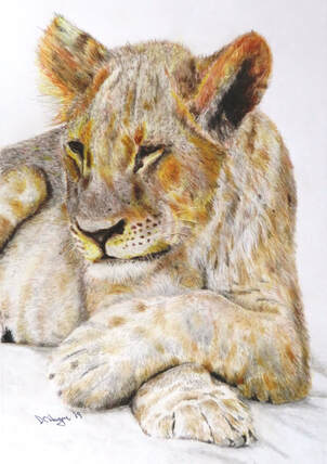 Young Lion Close-up drawing Doug Hague Watercolours Africa
