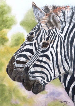 Doug Hague Watercolours Africa Zebras close-up painting