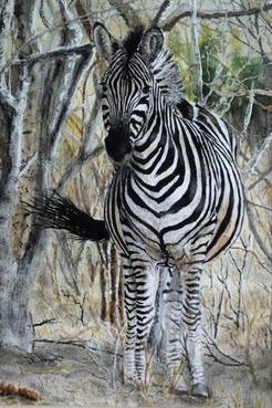 Zebra Watercolour Painting Chobe National Park Botswana Doug Hague Watercolours