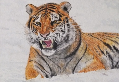 Amur Tiger in the snow Watercolour Painting Doug Hague Watercolours