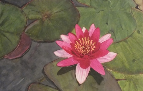 Madeira Water Lily Watercolour Painting Doug Hague Watercolours